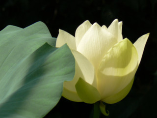 Fototapeta na wymiar lotosblüte-harmonie