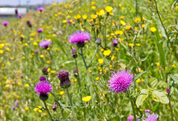 Meadows and thistle flowers in early summer