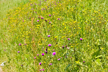 Grassland in early summer
