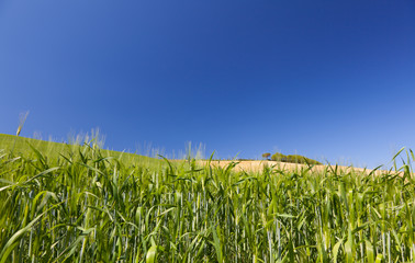View of a Typical Tuscany Landscape in Spring time