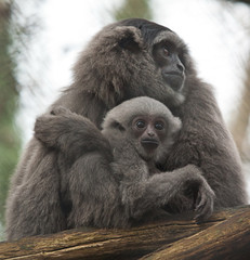 mother and baby gibbon 6612