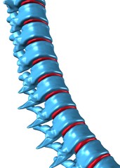 Spine blue perspective