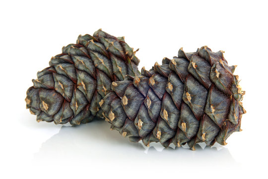 Siberian pine cones