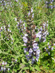 sage flowers