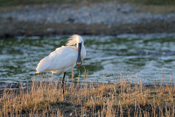 Spoonbill standing on small island.