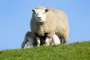 Obraz premium Lambs drinking by mother sheep.