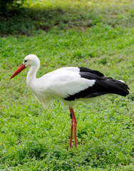 Standing stork