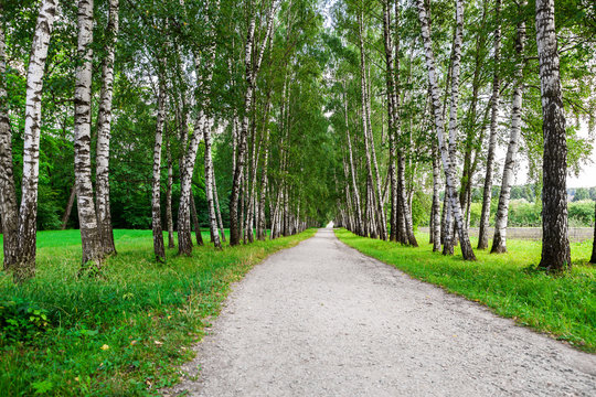 path in birch forest