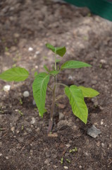 Tomatenpflänzchen