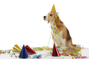 chien Beagle fête et cotillons
