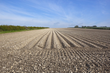 potato furrows in chalky soil