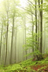  Landscape of beech forest on a foggy spring morning © joda