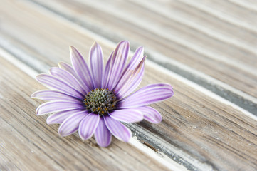 Blüte auf Holz