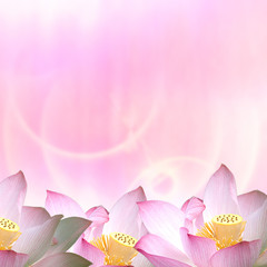 Beautiful Lotus for adv or others purpose use