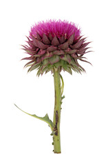 thistle