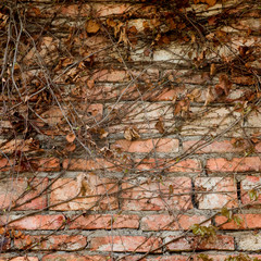 wall