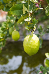 lemons on tree