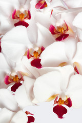 Fototapeta na wymiar White Orchids