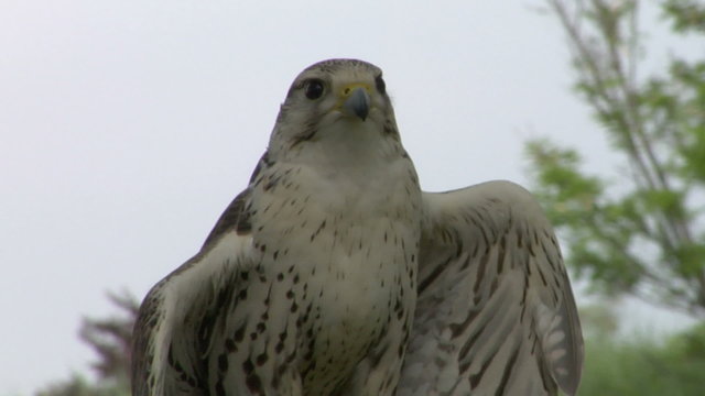 saker falcon close up 01