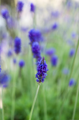 Obraz premium lavender flowers