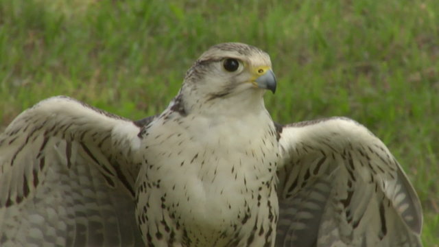 saker falcon close up 02
