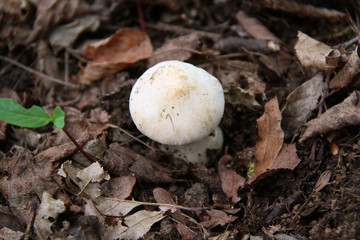 Champignon
