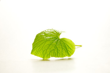 wasabi