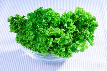 Fresh green Salad leaves