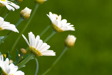 Fototapeta premium Margerite - Leucanthemum vulgare