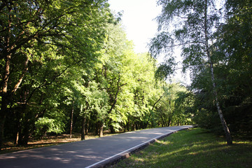 Obraz premium Forest Path