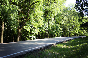 Obraz premium Spring Forest