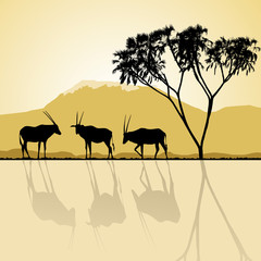 Fototapeta na wymiar Afrykańska fauna i flora, krajobraz, w czasie zachodu słońca z antylopy.