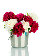 beautiful pink and white peonies in bucket isolated on white