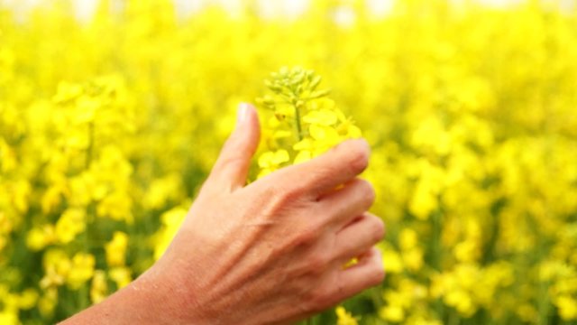 Woman caresses canola