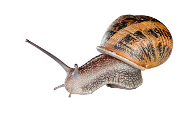 lumaca
