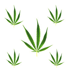 Five green leaf of marijuana