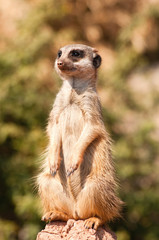 Erdmännchen