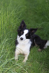 Border Collie in Nahaufnahme