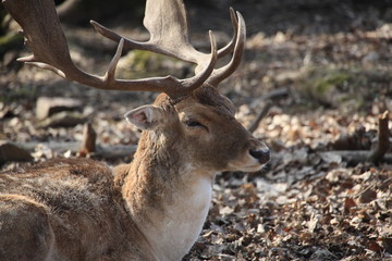 Hirsch in Nahaufnahme