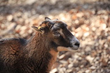 Fototapeta premium Hirsch in Nahaufnahme