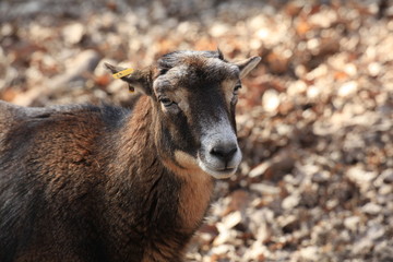 Hirsch in Nahaufnahme
