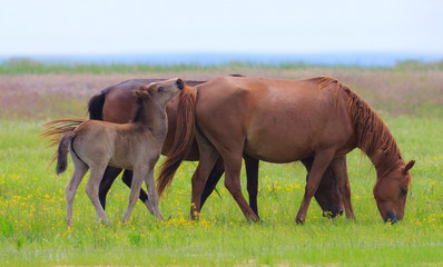 Wild horses on a meadow in summer, by the lake © Calin Tatu