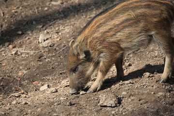 Wildschwein in Nahaufnahme
