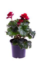 Begonia plant in pot isolated on white
