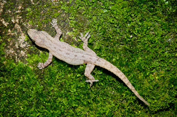 Hemidactylus frenatus Gecko