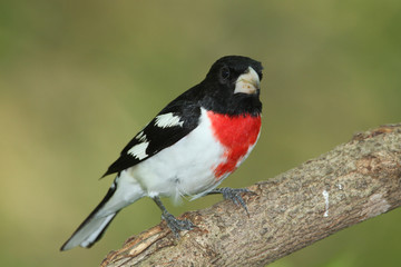 Male Rose-breasted Grosbeak (Pheucticus ludovicianus)
