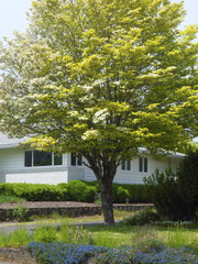 Obraz premium Spring colors, Gresham OR.