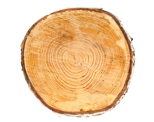 Cross section of tree trunk