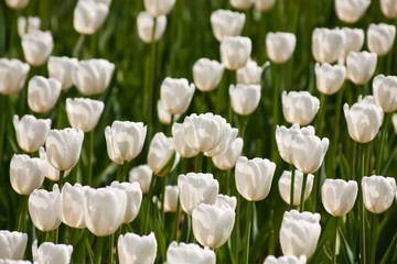 White tulips