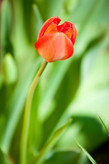 Beautiful red tulip